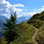 tree, path, landscape-1715298.jpg