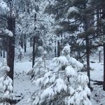 Mt. Lemmon, snowy pine trees