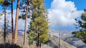 pine trees, mountains, clouds